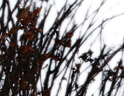 Remnant Photograph by Linda Shafer