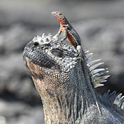 Reptile Partners Photograph by Ben Foster
