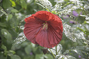 Resilient Hibiscus Photograph by Allen Nice-Webb