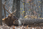Resting Photograph by Andrea Silies