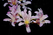 Resurrection Lily Photograph by Allen Nice-Webb Resurrection Lily Photograph by Allen Nice-Webb