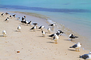 Rhapsody in Seabird Photograph by Bonnie Follett Rhapsody in Seabird Photograph by Bonnie Follett