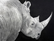 Rhino Drawing by Carol Morris Rhino Drawing by Carol Morris