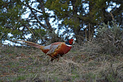 Ring Necked Pheasant Photograph by David Armstrong