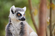 Ring-tailed lemur closeup Photograph by Nick Biemans