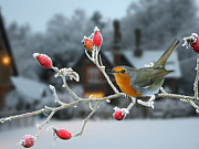 Robin and rose hips Photograph by Warren Photographic
