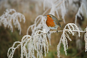Robin on frosty sedge Photograph by Warren Photographic
