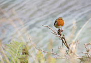 Robin Resting Photograph by Azthet Photography