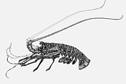 Rock Lobster Drawing by Judith Kunzle