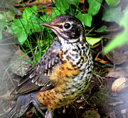 Rockin' Robin with Peanut Photograph by Linda Stern