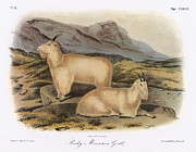 Rocky Mountain Goats, 1846 Drawing by John James Audubon - GRANGER Historical Picture Archive