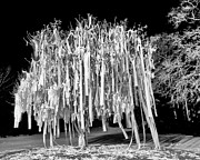Rolled Tree Blk n White Photograph by Gulf Coast Aerials -