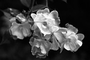Romance BW Photograph by Linda Shafer