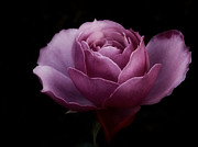 Romantic Pink December Rose Photograph by Richard Cummings