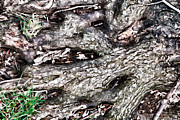 Root Abstract DA Photograph by Kevin Anderson