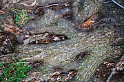 Root Abstract Natural Photograph by Kevin Anderson