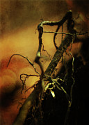 Roots of Life Photograph by Rebecca Sherman