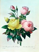 Rosa Lutea and Rosa Indica Painting by Pierre Joseph Redoute
