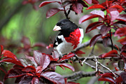 Rose-Breasted Grosbeak Photograph by Trina Ansel