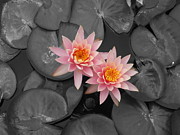 Rose From The Water Photograph by Colleen Cornelius