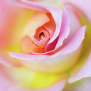 Rose Pink Petals and Drops Photograph by Julie Palencia