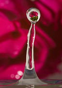 Rose Relection Photograph by Alissa Beth Photography