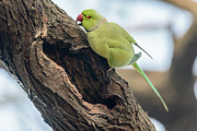 Rose-ringed Parakeet 03 Photograph by Werner Padarin