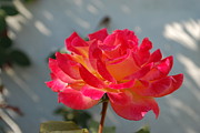 Rose Photograph by Sandra Lee Scott
