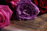 Rose Series 2 Photograph by Mike Eingle