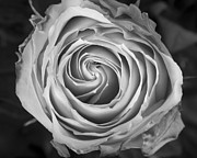 Rose Spiral Black and White Photograph by James BO Insogna