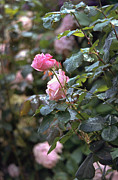 Roses Photograph by Flavia Westerwelle
