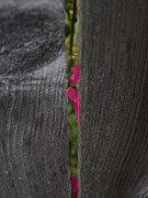 Roses Scaling Fence 7 Photograph by Richard Thomas