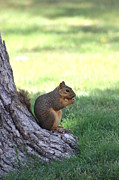 Roswell Squirrel Photograph by Colleen Cornelius
