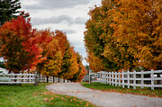 Rows of maples in fall colors Photograph by Jeff Folger