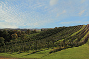 Rows of  Trees Photograph by Angela Murdock