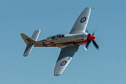 Royal Navy Sea Fury T20 Photograph by Erik Simonsen