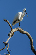 Royal Spoonbill 01 Photograph by Werner Padarin Royal Spoonbill 01 Photograph by Werner Padarin