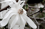 Royal Star Magnolia Photograph by Alissa Beth Photography
