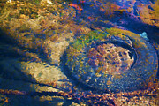 Rubber Fish Photograph by Mike Smale