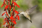 Ruby-Throated Hummingbird Sips on Cardinal Flower Photograph by Robert E Alter Reflections of Infinity