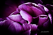 Ruffled Edge Tulips Photograph by Joann Copeland-Paul Ruffled Edge Tulips Photograph by Joann Copeland-Paul