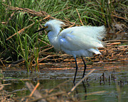 Ruffled Feathers 2 Photograph by William Selander