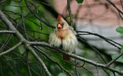 Ruffled Feathers Photograph by Robert E Alter Reflections of Infinity