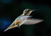 Rufous Photograph by Randy Hall