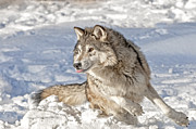 Running Wolf Photograph by Scott Read