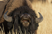 Rut Season Photograph by Ronnie And Frances Howard