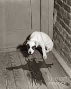 Sad Puppy Being House Trained, C.1950s Photograph by D. Corson/ClassicStock Sad Puppy Being House Trained, C.1950s Photograph by D. Corson/ClassicStock