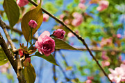 Sakura Photograph by Mike Smale