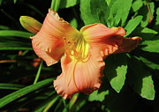 Salmon Lily Photograph by Allen Nice-Webb Salmon Lily Photograph by Allen Nice-Webb