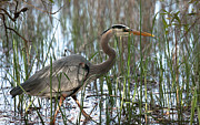 Salt Marsh Blue Heron II Photograph by Dale Powell Salt Marsh Blue Heron II Photograph by Dale Powell